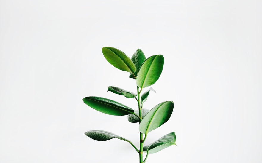 Medicinal Plants at home for kids - The Mom Store