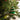 108 pcs classic Red Green & Gold Poinsettia themed Christmas Balls tree hanging, Xmas Decoration set. - Christmas