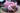 SUNNYLIFE Kids Tube Pool Ring Cotton Candy Cherry