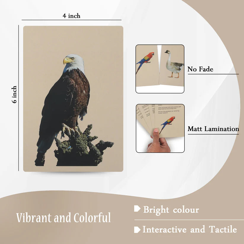 PiK A BOO Birds Flash Cards | Early Learning for Toddlers & Preschool
