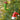 70 pcs Red & Green Elf Hat themed Christmas Balls tree hanging, Xmas Decoration set. - Christmas