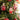 70 pcs Red & White gingerbread themed Christmas Balls tree hanging,Xmas Decoration set. - Christmas