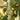80 pcs Classic Gold & White Chandelier themed Christmas Balls tree hanging, Xmas Decoration set. - Christmas
