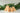 Birch & Bug Fir Trees Set of 2
