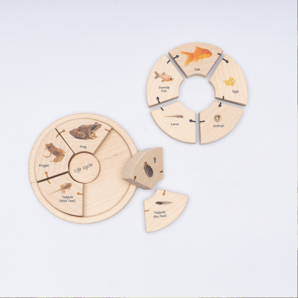 Ariro Life Cycle Puzzle -  Oviparous - ARPZ014 - OP
