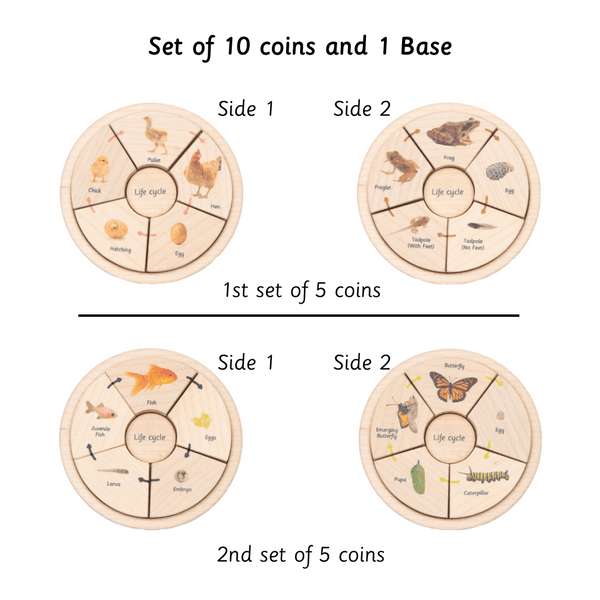 Ariro Life Cycle Puzzle -  Oviparous - ARPZ014 - OP