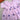 Bhaakur Organic Cotton Frock Infants And Toddlers Daisy - Lavender - FROCK - DAI - EMB - 3 - 6M