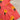 Bhaakur Organic Cotton Frock Infants And Toddlers Marigold Pink - FROCK - MARIGOLD - P - PRINT - 3 - 6M