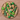 Birch & Bug Evergreen Forest Trees Set of 6 - BBET0601