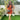 Carrot Cake Co-ord set - Free-size Women's Co ord Set
