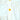 Cream Sunflower Style Smart Casual and Partywear for Girls - 3 - 4 Years Kids Clothing