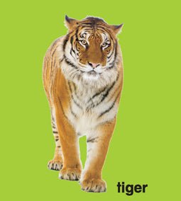 Dreamland Publications First Padded Board Book - Animals - 9788184514438