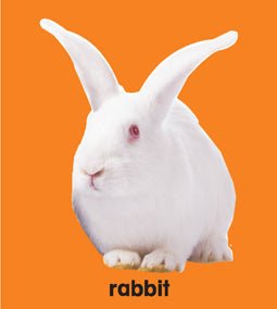 Dreamland Publications First Padded Board Book - Animals - 9788184514438