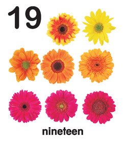 Dreamland Publications First Padded Board Book - Numbers - 9788184514414