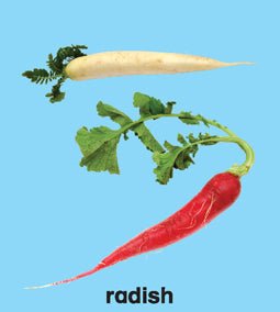 Dreamland Publications First Padded Board Book - Vegetables - 9788184514469