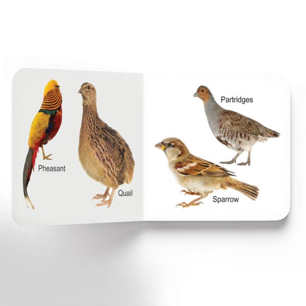 Dreamland Publications Lovely Board Books - Birds - 9781730165771