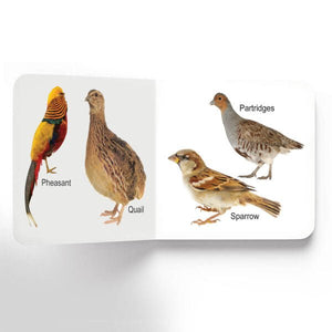Dreamland Publications Lovely Board Books - Birds - 9781730165771