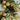 Gold Wooden Merry Christmas Artifical Wreath for Wall,Door and Tree Décor - Little Surprise BoxGold Wooden Merry Christmas Artifical Wreath for Wall,Door and Tree Décor