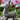 Himalayan Blooms Reindeer toys - HBty - re - 00