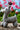 Himalayan Blooms Reindeer toys - HBty - re - 00