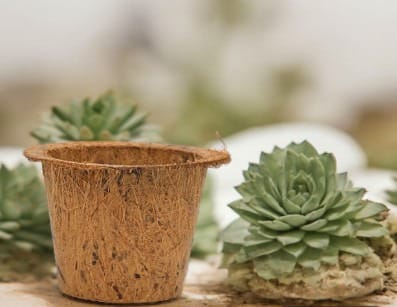 Ilearnngrow DIY Gardening Kit - ILGDIYGRK