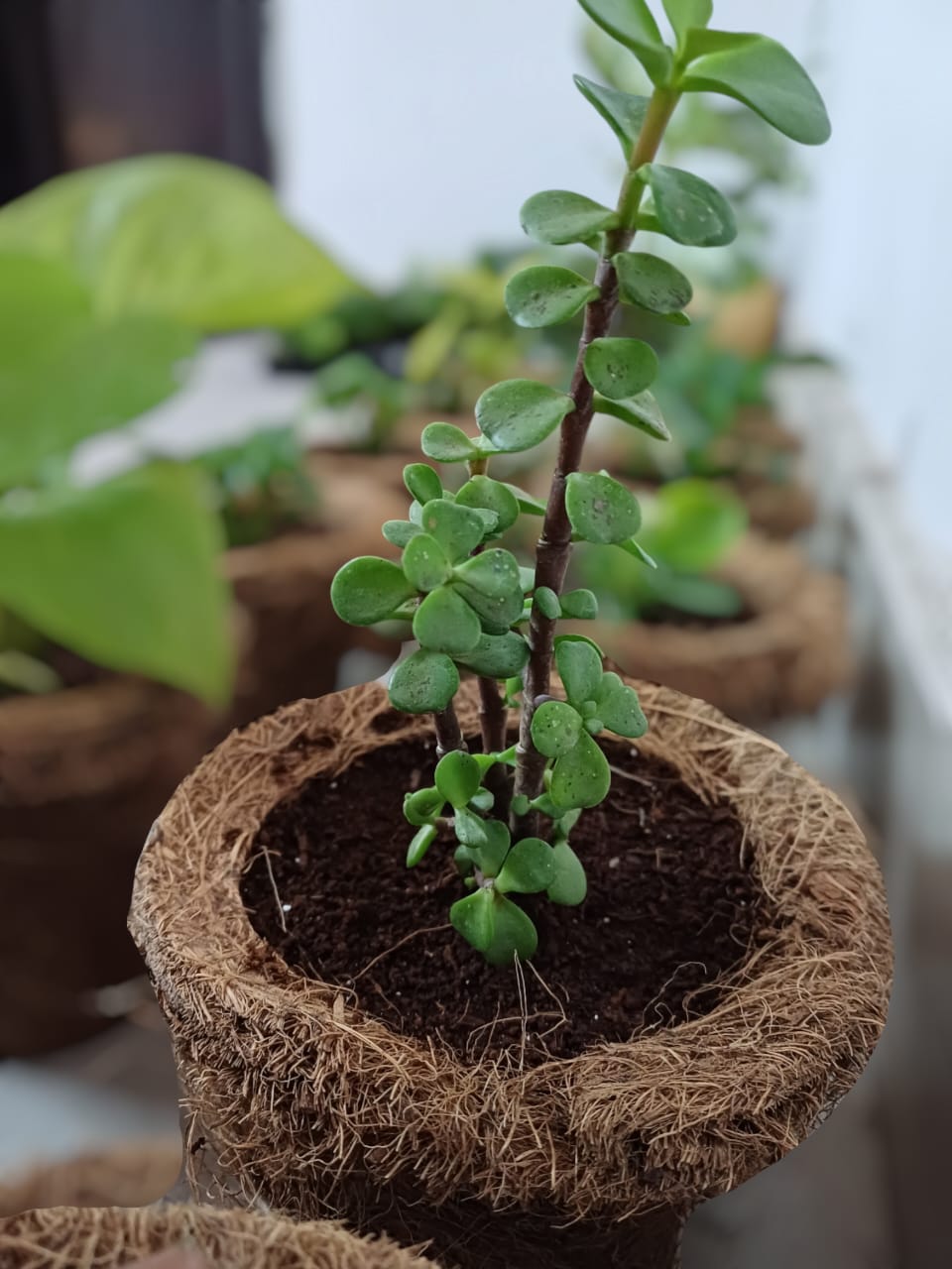 Ilearnngrow DIY Gardening Kit - ILGDIYGRK