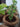 Ilearnngrow DIY Gardening Kit - ILGDIYGRK