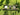 Kidocoo Golf Set For Kids - GS - 7N