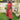Laal - e - Nazakat Silk Foil Printed Maternity and Nursing Dress - MEW - SK - LALEN - S