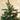 Little Surprise Box 5.9 feet Heavy Flocked Dense Pinecone Christmas Tree - Christmas Tree