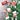 Little Surprise Box 5.9 feet Snow Cherry thick rounded Leaf, Dense Christmas Tree - Christmas Tree