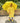 Mr. Extinct Horn Raincoat, Umbrella & Boots matching Rainwear set for Kids - 