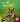Om Books International Owl : Its Me Owl ( Animal Encyclopedia) - 9789386410375