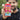 Oye Happy Flower Shower Rakhi Bomb – Fun Surprise Rakhi for Brother / Sister / Bhai / Behan - OHFSBB