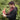 Oye Happy Flower Shower Rakhi Bomb – Fun Surprise Rakhi for Brother / Sister / Bhai / Behan - OHFSBB