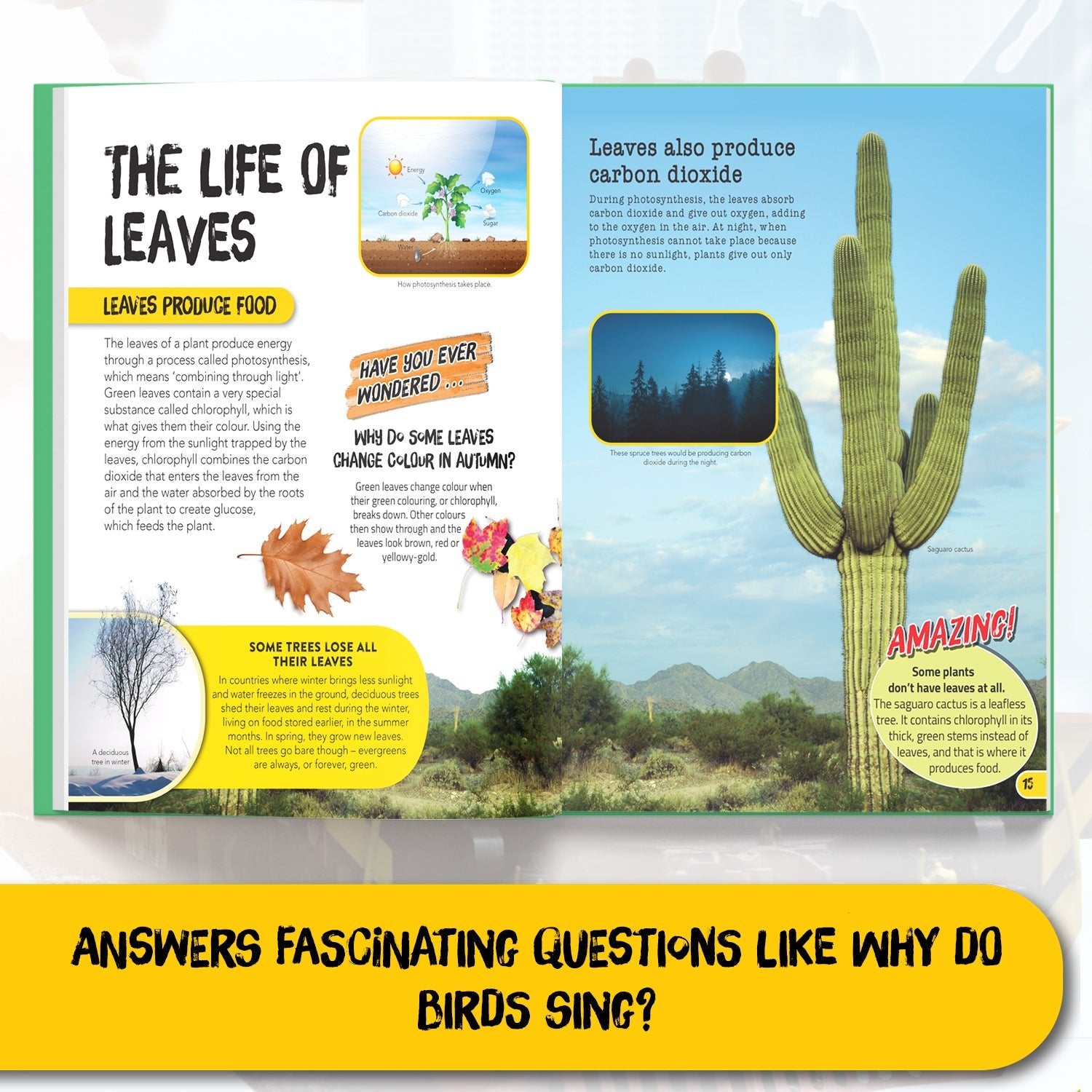 Parragon Publishing Juniorpedia: Environment A Fun Guide for Children Ages 8 - 12 - Educational Books