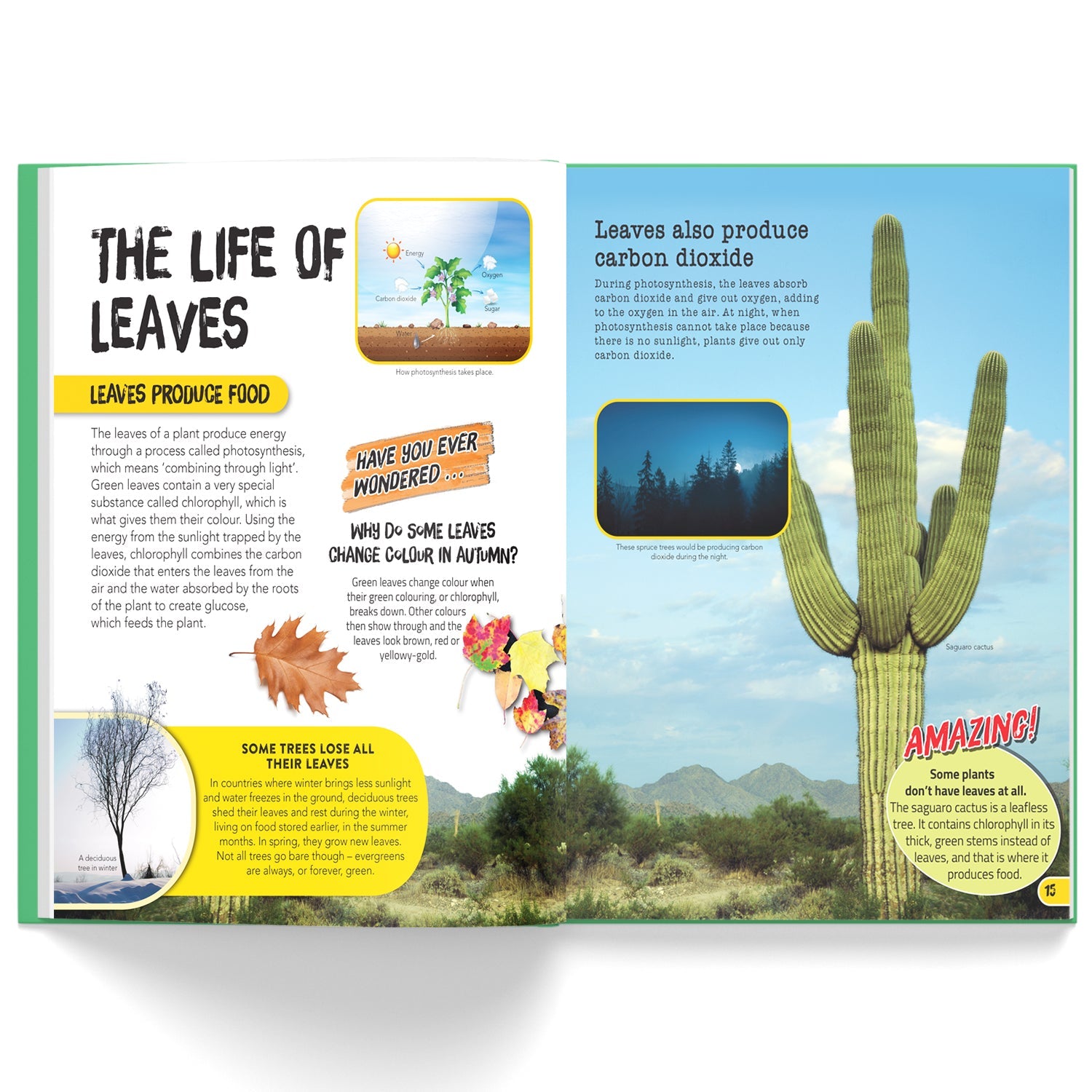 Parragon Publishing Juniorpedia: Environment A Fun Guide for Children Ages 8 - 12 - Educational Books