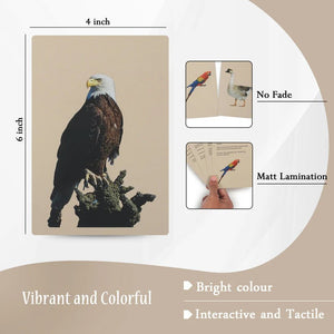 PiK A BOO Birds Flash Cards | Early Learning for Toddlers & Preschool - pab016027