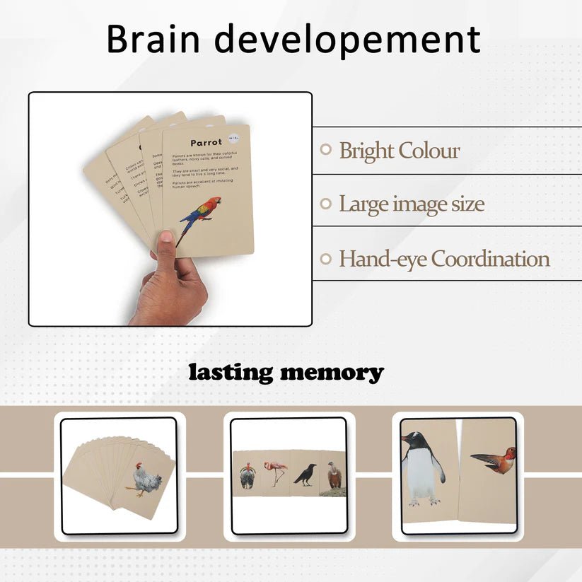 PiK A BOO Birds Flash Cards | Early Learning for Toddlers & Preschool - pab016027