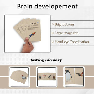PiK A BOO Birds Flash Cards | Early Learning for Toddlers & Preschool - pab016027