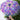 Purple Hydrangea Bunch Floral Print Translucent All-season Umbrella for Kids & Adults - Little Surprise BoxPurple Hydrangea Bunch Floral Print Translucent All-season Umbrella for Kids & Adults