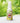 Safe - O - Kid Natural Baby Mosquito Repellent Spray, 8 - Hour Protection (50 ml) - Mosquito Repellent