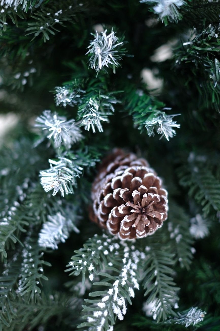 SWEN 4 feet BALSAM christmas tree with light frosting and large pine cones - Christmas Tree