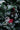 SWEN 4 feet NORTHLIGHT flocked christmas tree pinecones and cherries - Christmas Tree