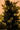 SWEN 6 feet pre - lit MELROSE christmas tree - Christmas Tree