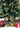 SWEN 8 feet RAZ christmas tree with cherries and dual color leaves - Christmas Tree