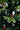 SWEN 8 feet RAZ christmas tree with cherries and dual color leaves - Christmas Tree