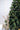 SWEN 8 feet RAZ christmas tree with cherries and dual color leaves - Christmas Tree