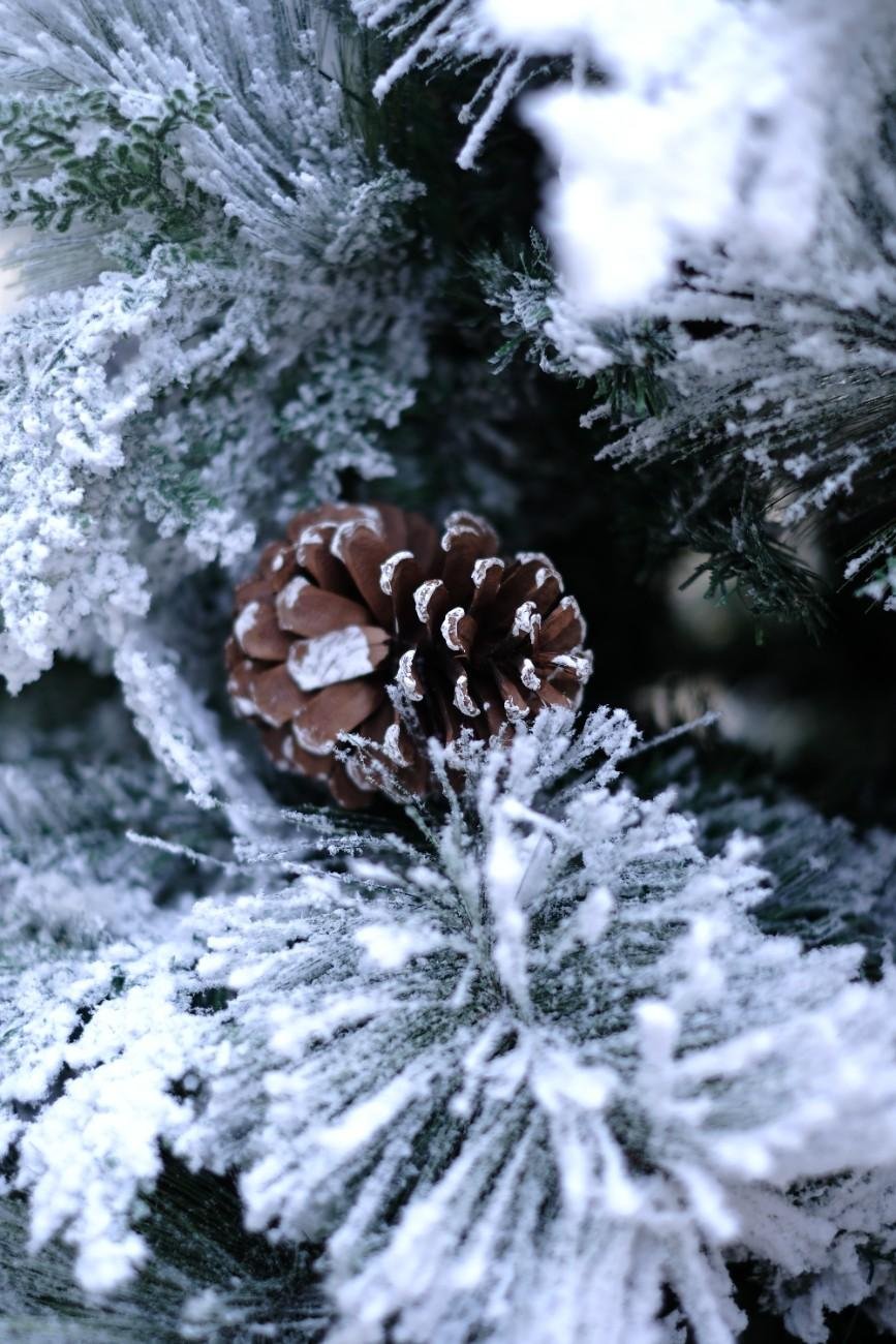 SWEN 8 feet TRUE STAR christmas tree with broad pine leaves, frosting and pine cones - Christmas Tree