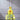 Yellow 3D Cheese Toy Lid Kids Stainless Steel Water Bottle,500ml - Back To School